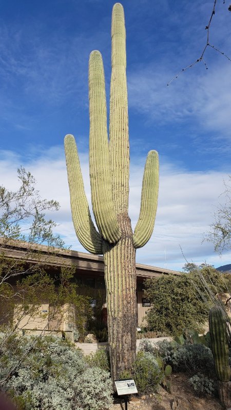 Centennial Saguaro (at visitor's center)