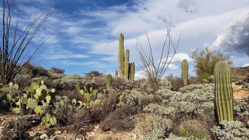 Fouquieria, Carnegia, Opuntia, Cylindropuntia, Ferocactus