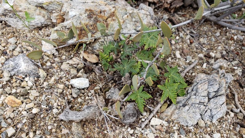 Some kind of fern? Surprised to find this in the desert