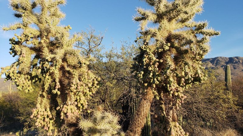 Chain fruit cholla