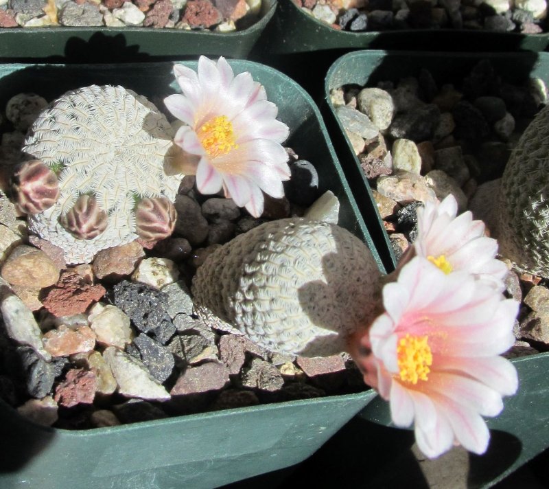 Mammillaria pectinifera