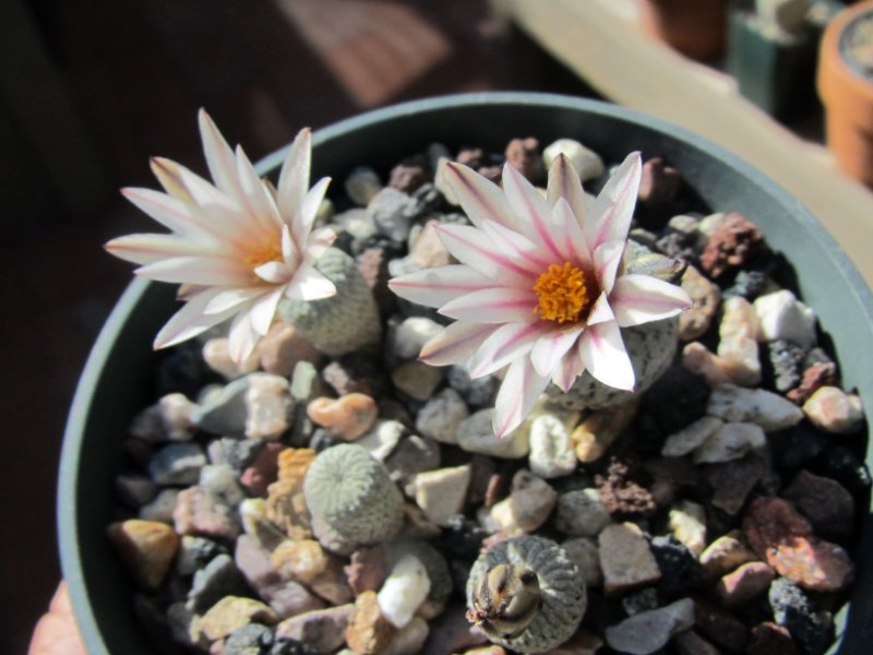 Turbinicarpus pseudopectinatus