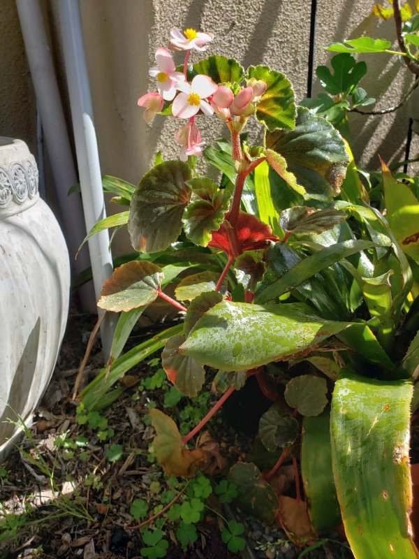 Begonia erythrophylla