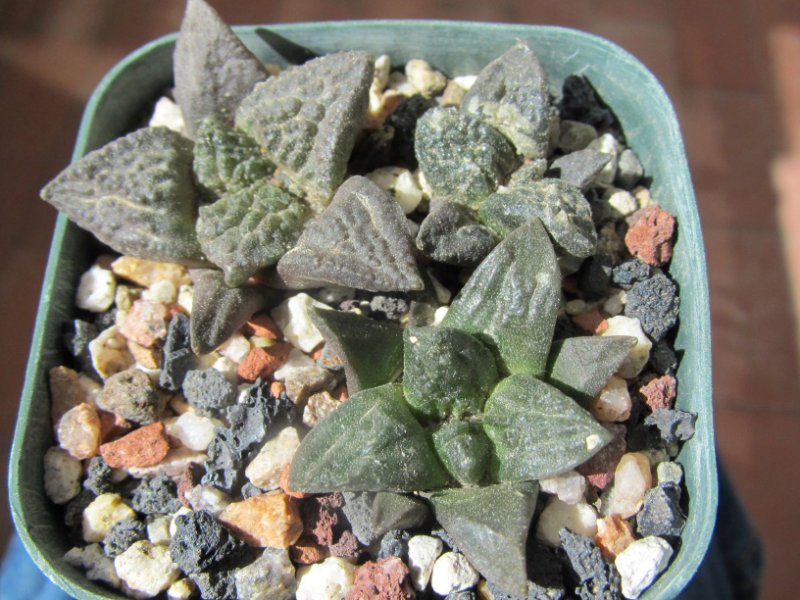 Ariocarpus fissuratus