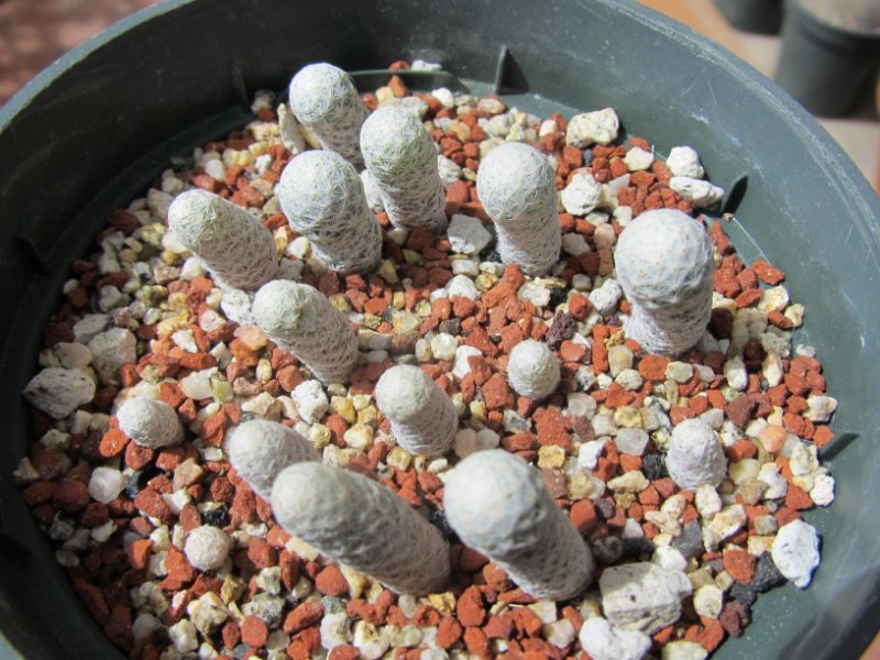 Mammillaria albiflora