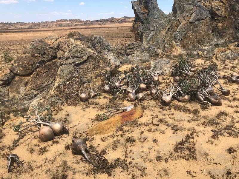 Pachypodium rosulatum, Madagascar (800x600).jpg