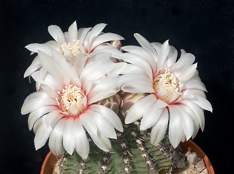 Gumnocalycium  stellatum.jpg