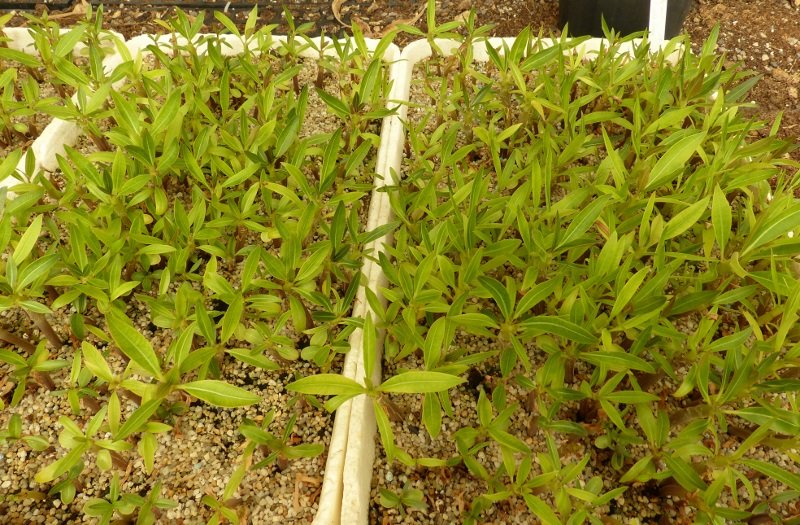 Pachypodium baronii, 13.8.19 from own seeds.jpg