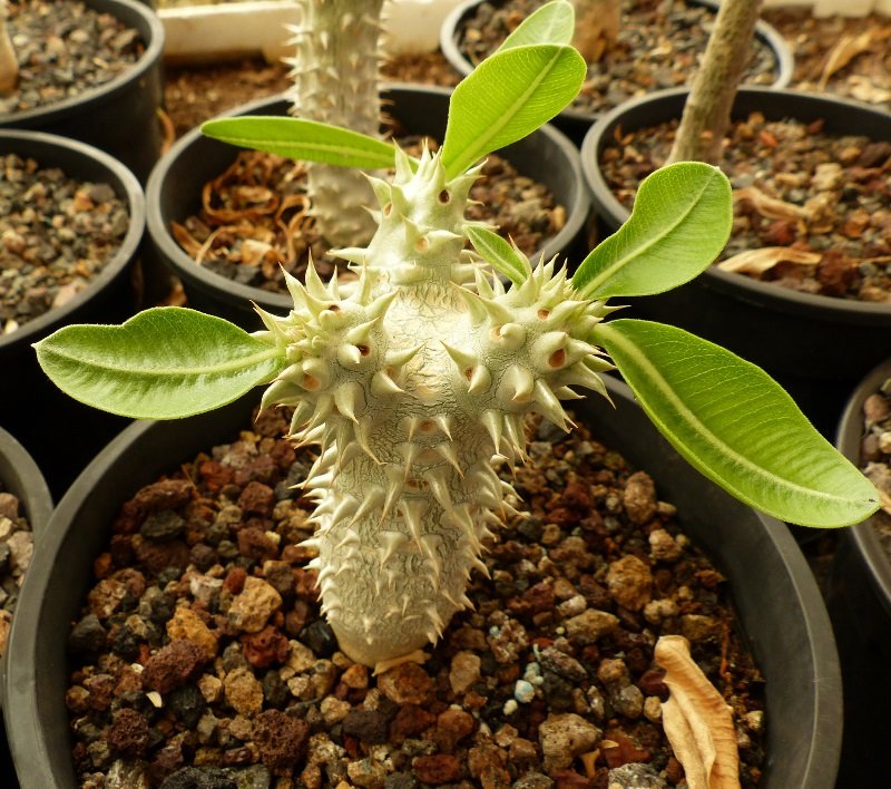 Pachypodium enigmaticum (800x708).jpg