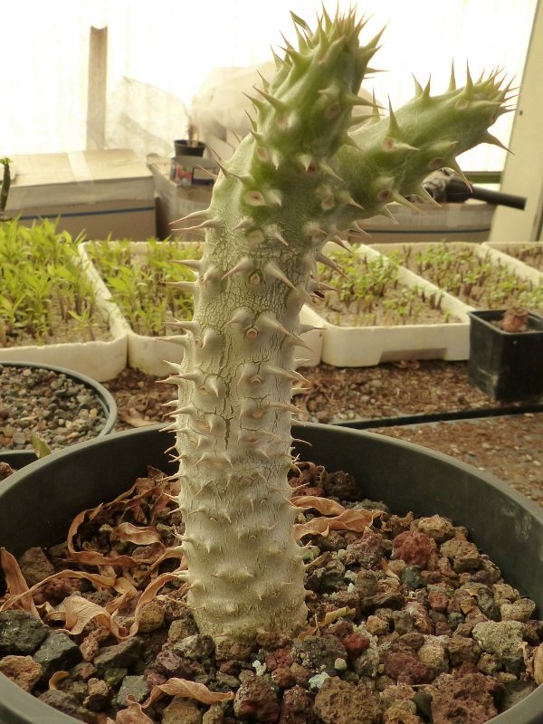 Pachypodium inopinatum (600x800).jpg