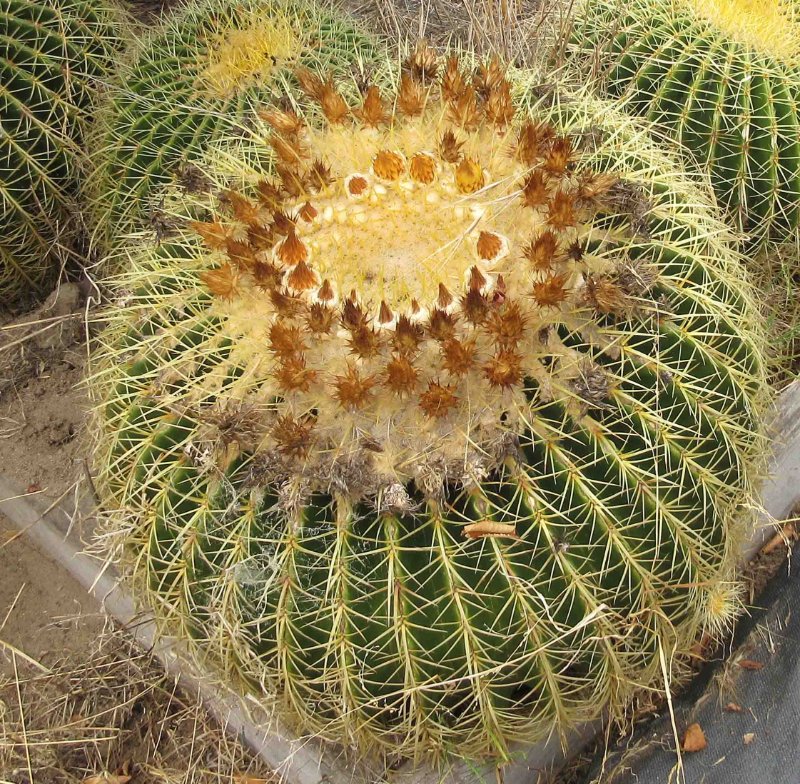 Echinocactus grusonii