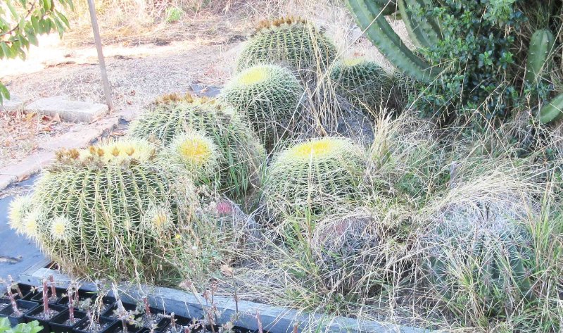 Echinocactus grusonii