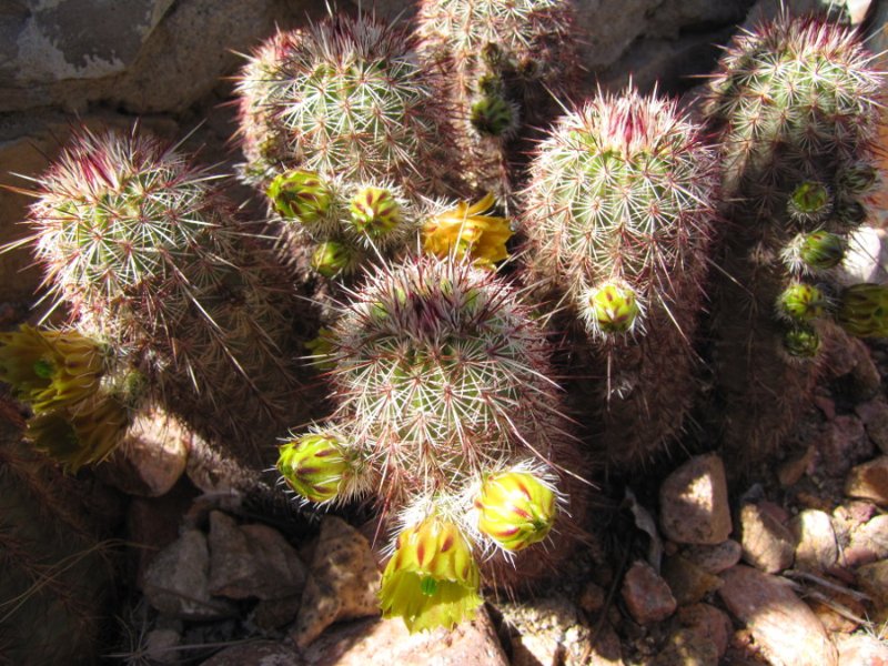 E_viridiflorus ssp chloranthus1.JPG