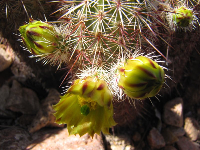 E_viridiflorus ssp chloranthus2.JPG