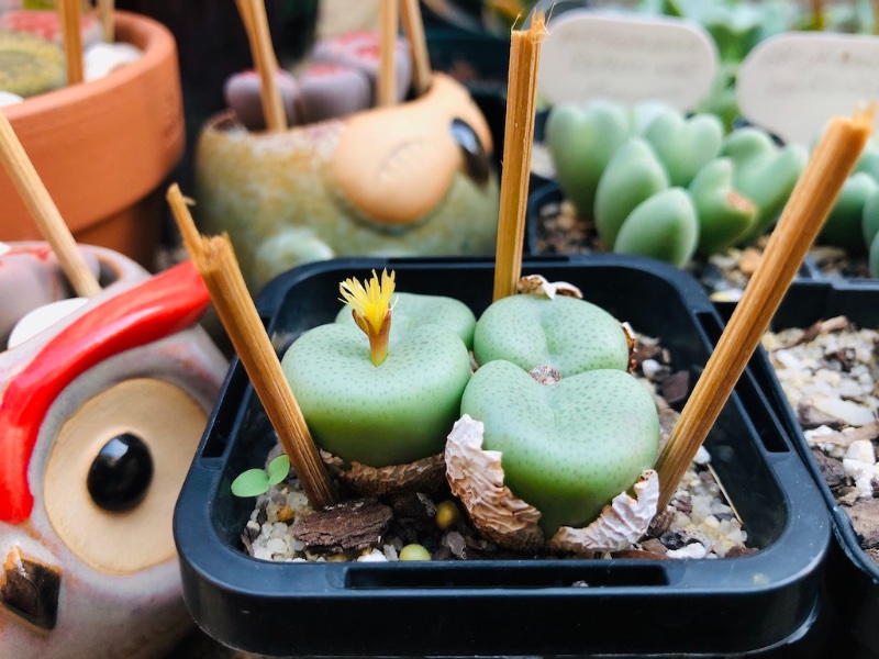 Conophytum gratum yellow phone day g.jpg