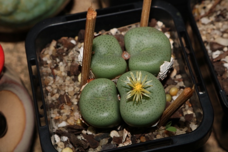 Conophytum gratum flash warm top gg copy.JPG