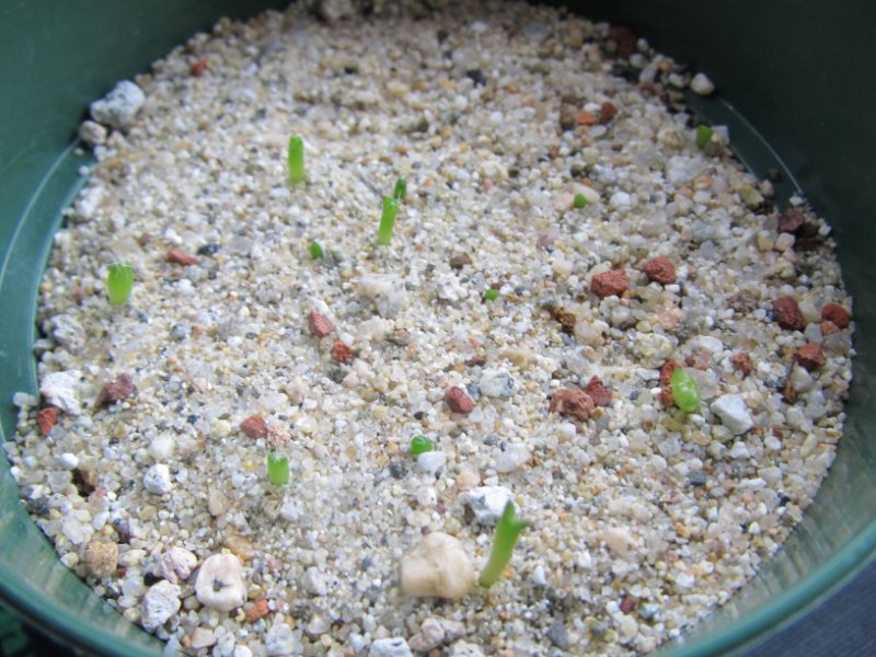 Copiapoa tenuissima and lobivia