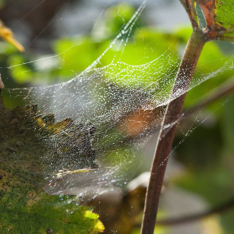 160930-216-Red-spider-mite-grape.jpg