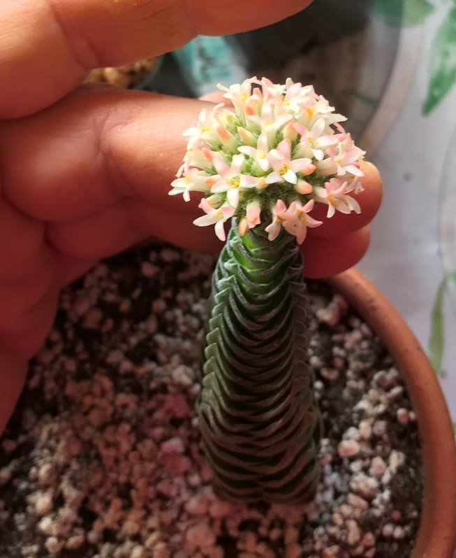 Crassula Buddahs Temple blooming.jpg