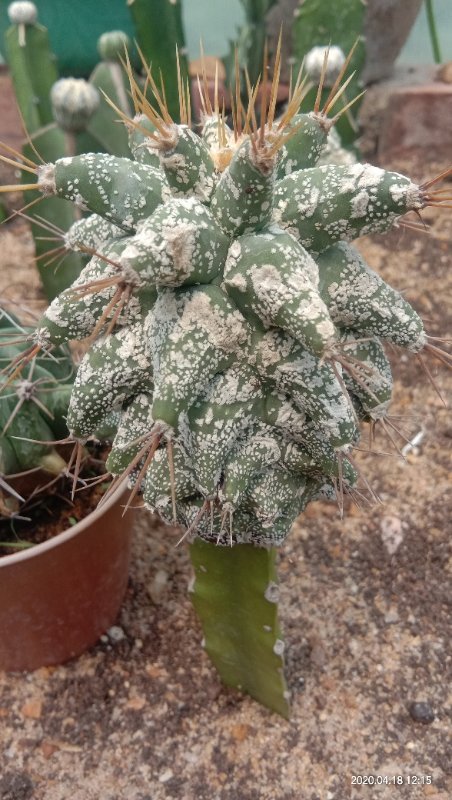 Astrophytum ornatum kikko