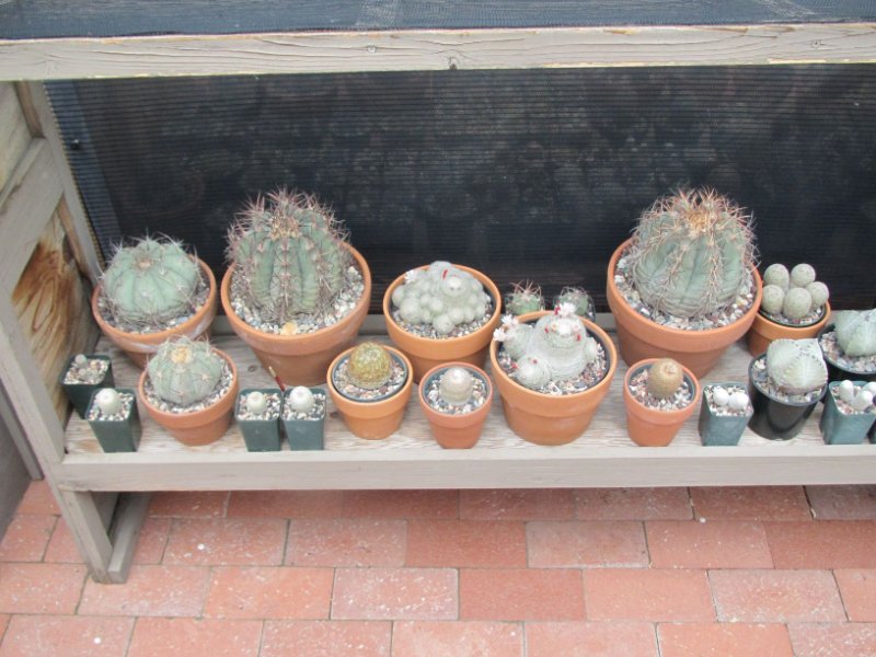 Bench of cactus