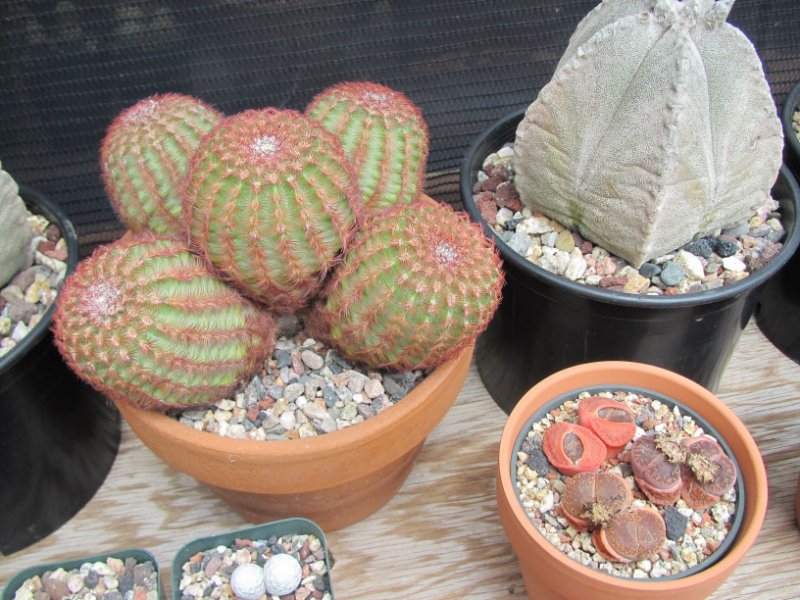 Echinocereus coahuilense