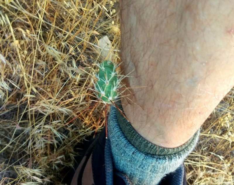 Opuntia fragilis