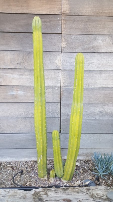 san pedro yellow.jpg