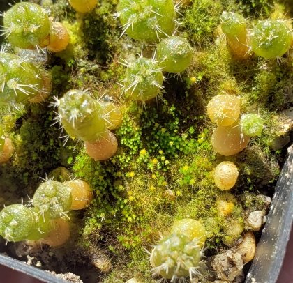Cacti in the moss garden