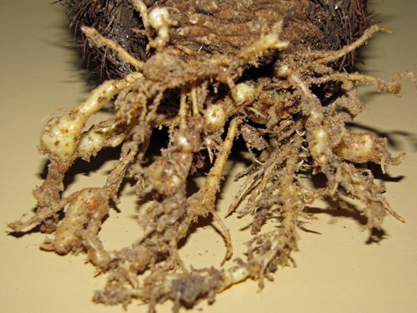 M. incognita in cactus root.jpg