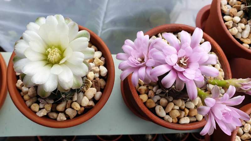 The two Gymnos I pollinated. The pink one is still flowering and I hope the pollination was succesful :D