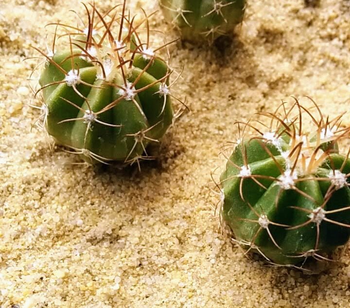 Melocactus.jpg