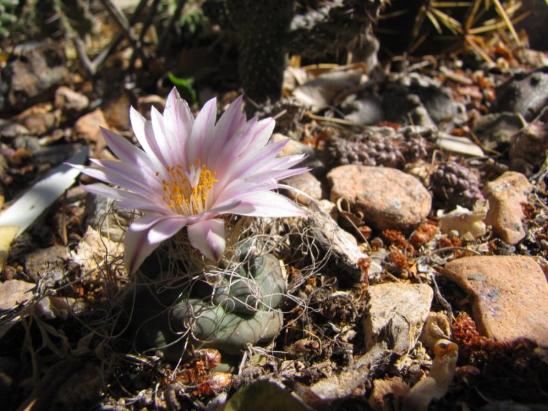 Turbinicarpus1.JPG