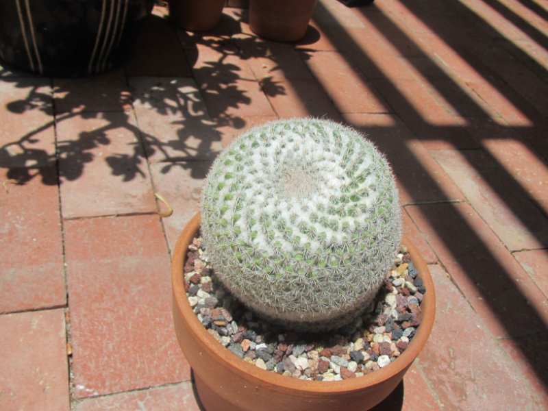 Mammillaria not sure small red flowers in Winter