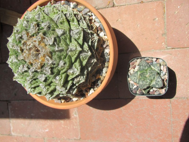 Ariocarpus fissuratus with 10 year old seedling