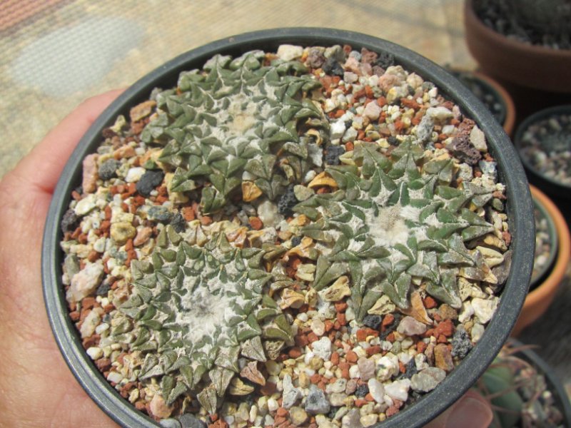 Ariocarpus kotschoubeyanus