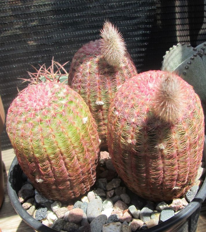 Echinocereus rigidissimus var. rubrispinus