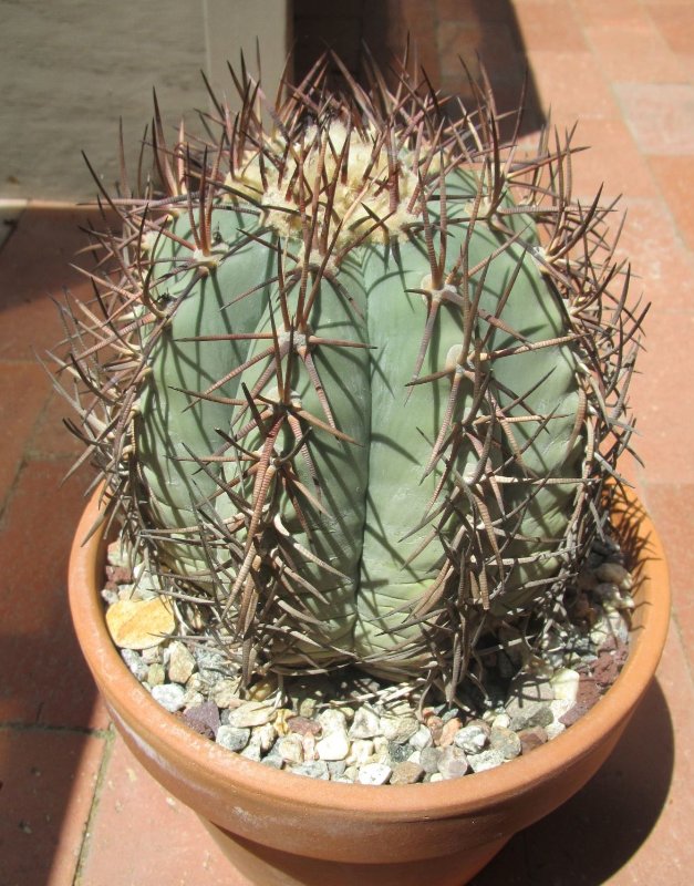 Echinocactus horizonthalonius