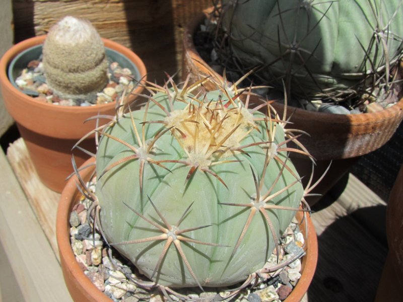 Echinocactus horizonthalonius