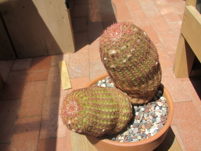 Echinocereus rigidissimus