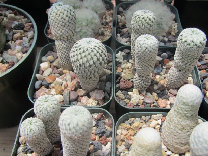 Mammillaria pectinifera and albiflora