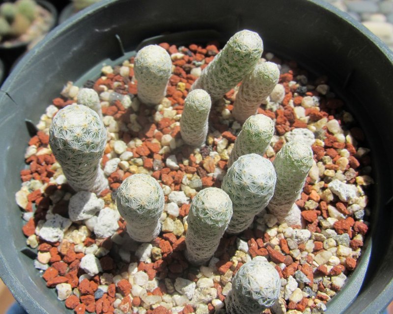 Mammillaria albiflora