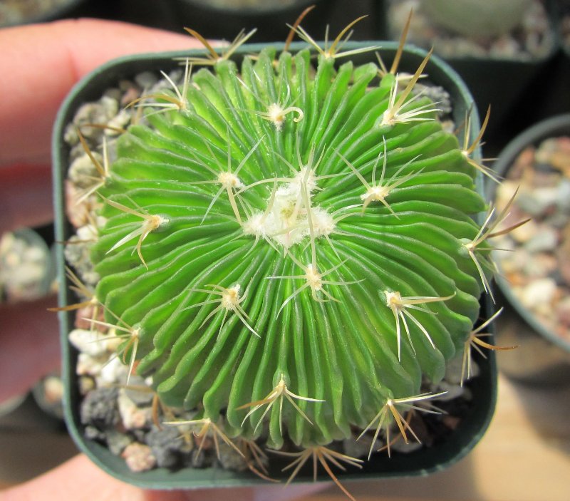 stenocactus multicostatus