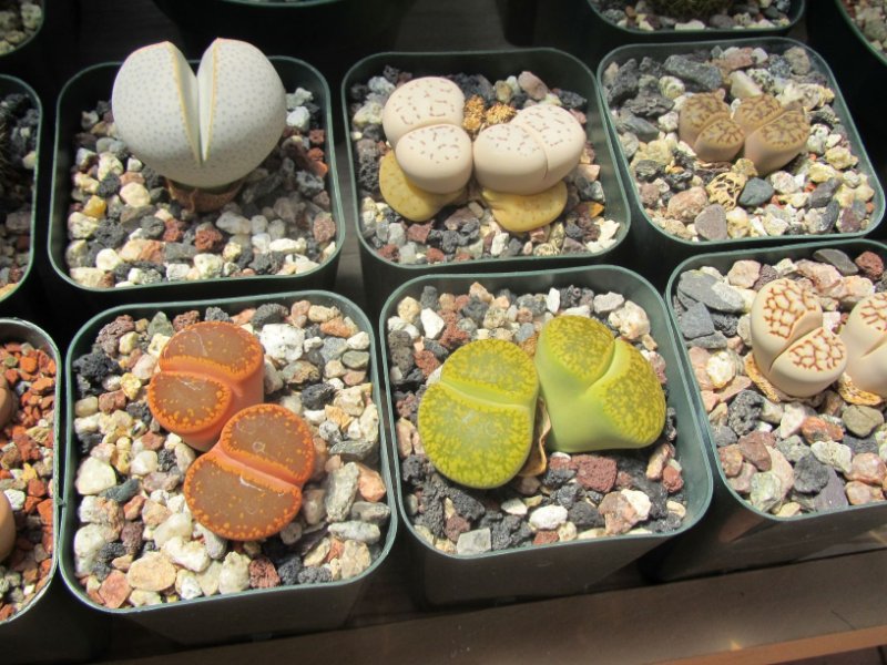 Lithops and Dinteranthus