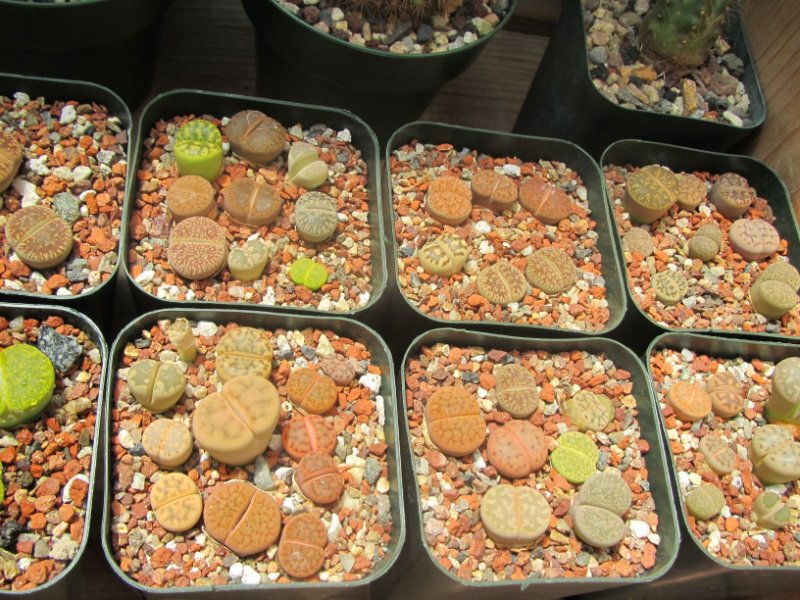 Lithops