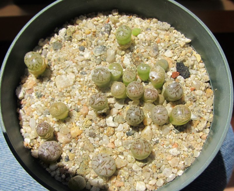 Lithops werneri