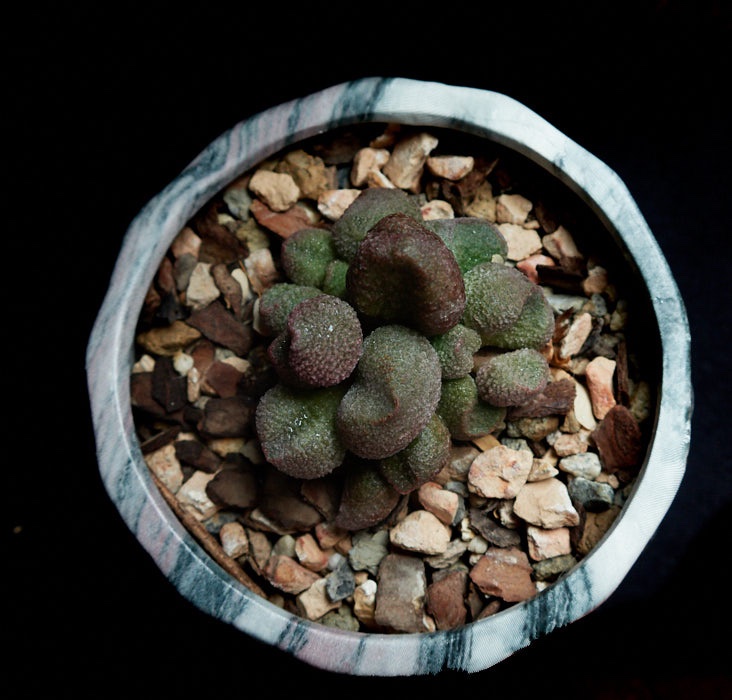 Succulents May 20 15.jpg