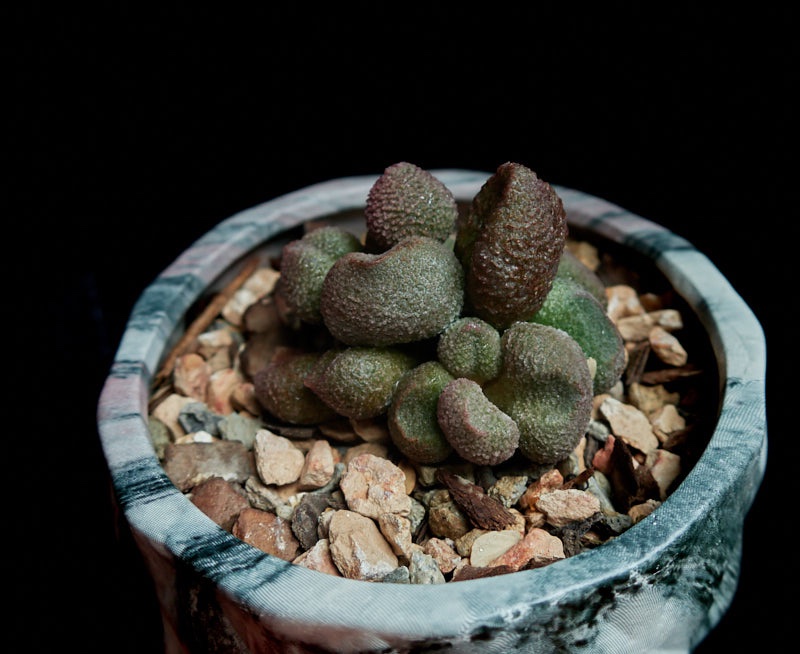 Succulents May 20 14.jpg