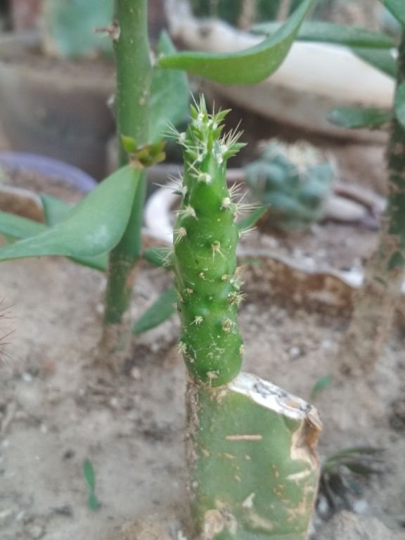On opuntia grafted