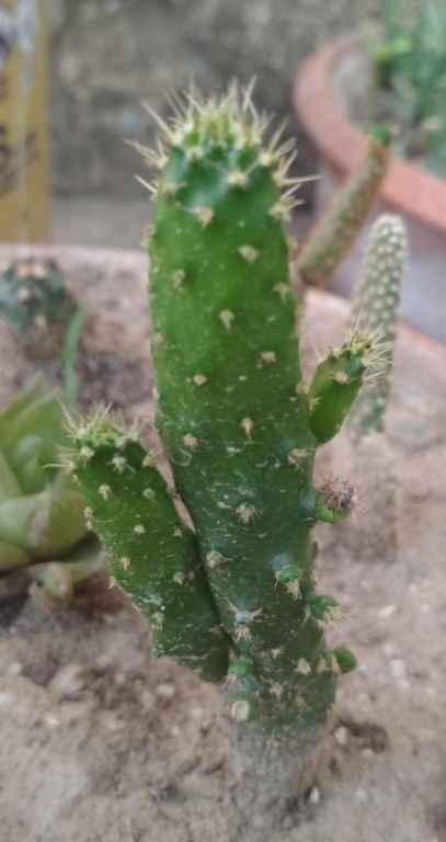 I have this Opuntia sabulata monstrose Cactus